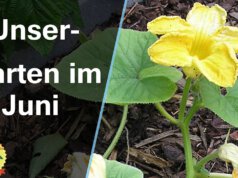 Gartenrundgang im Juni 2021