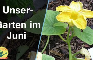 Gartenrundgang im Juni 2021