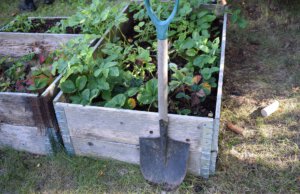 Der August: Gartenarbeiten und Pflege